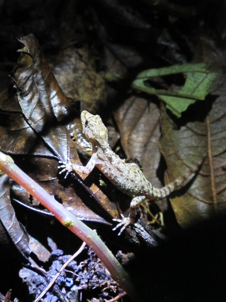 Udzungwa Round-eyed Gecko