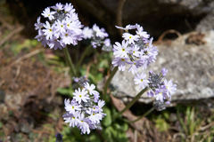 Primula denticulata