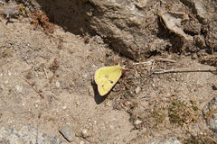Colias fieldii