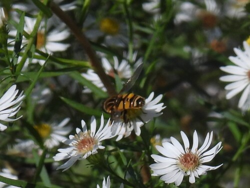 Unknown species found near Fridley, MN, USA
