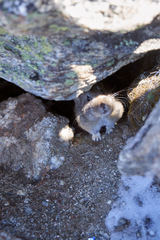 Ochotona macrotis