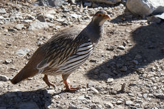 Tetraogallus tibetanus