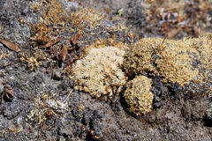 Cortiella hookeri