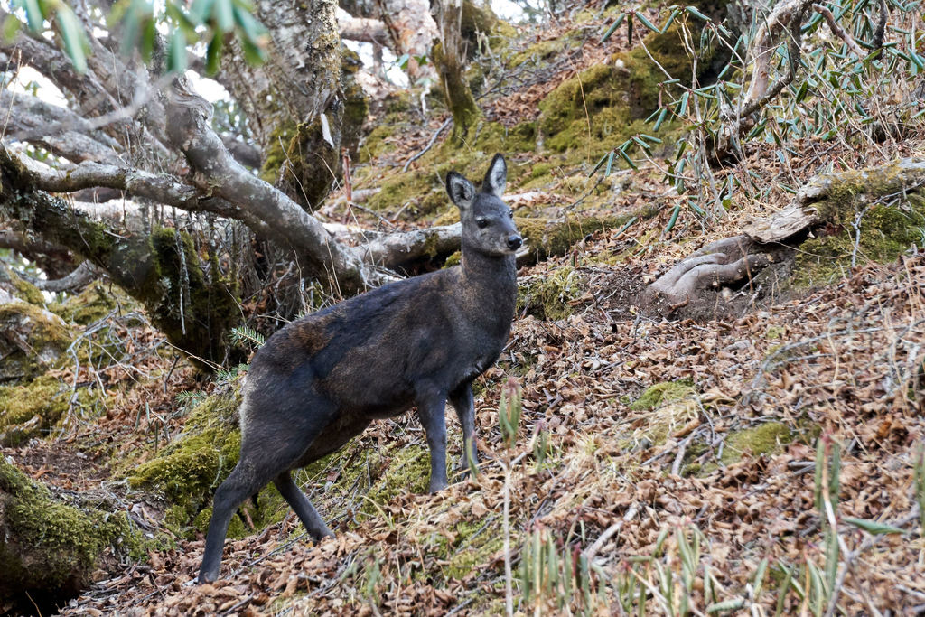 Alpine Musk Deer (Moschus chrysogaster) · iNaturalist