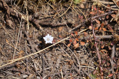 Gentiana albicalyx