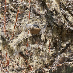 Lophophanes dichrous