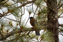 Trochalopteron affine