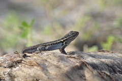 Sceloporus cozumelae