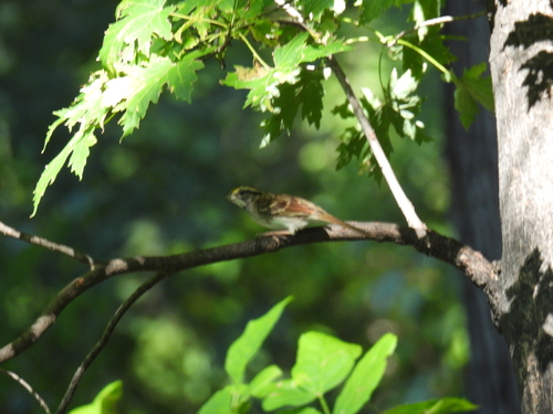 White-throated Sparrow photographed in Minnesota