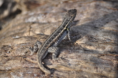 Sceloporus cozumelae