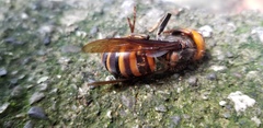 Vespa mandarinia japonica