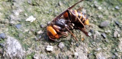 Vespa mandarinia japonica