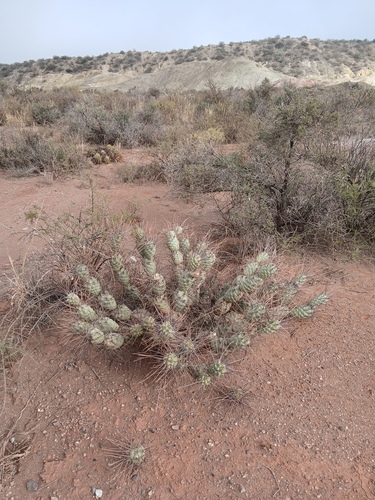 Tephrocactus aoracanthus
