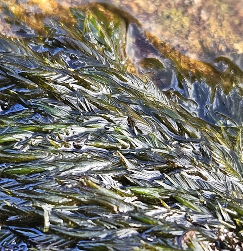 Alpine Water-moss (Fontinalis squamosa)