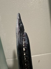 Spongyjaw Longtom photo 2