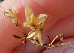 Ipomopsis longiflora