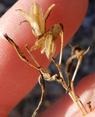 Ipomopsis longiflora