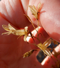 Ipomopsis longiflora