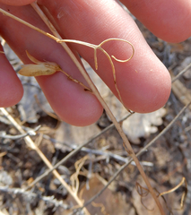 Ipomopsis longiflora