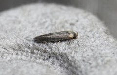 Holcocera chalcofrontella