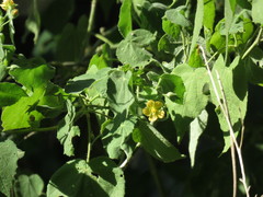 Abutilon viscosum