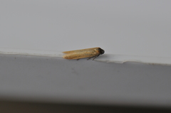 Holcocera immaculella