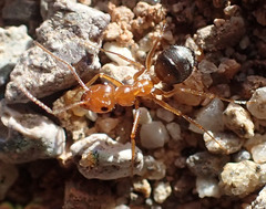 Endiodioctes