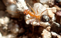 Endiodioctes