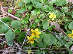 Viola sempervirens