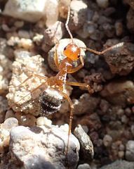 Endiodioctes