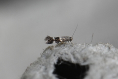 Elachista illectella