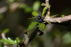 Pittosporum divaricatum