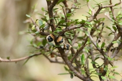 Pittosporum divaricatum