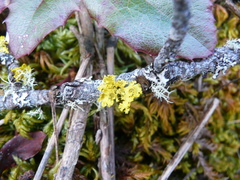 Vulpicida canadensis