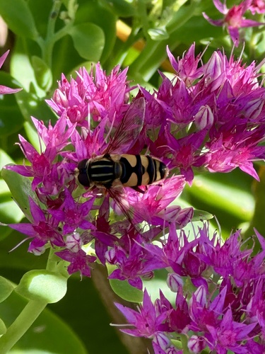 Unknown species found near Minnesota, US