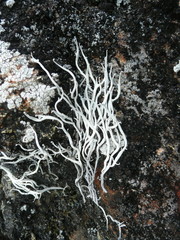 Thamnolia vermicularis vermicularis