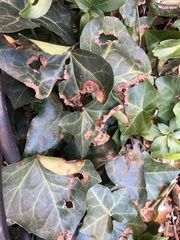 Colletotrichum trichellum