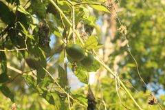 Tabernaemontana glabra