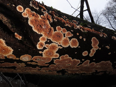 Cylindrobasidium evolvens