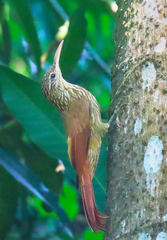 Lepidocolaptes souleyetii