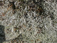 Thamnolia vermicularis vermicularis