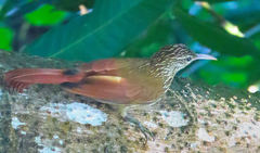 Lepidocolaptes souleyetii