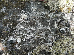 Thamnolia vermicularis vermicularis