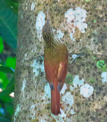 Lepidocolaptes souleyetii