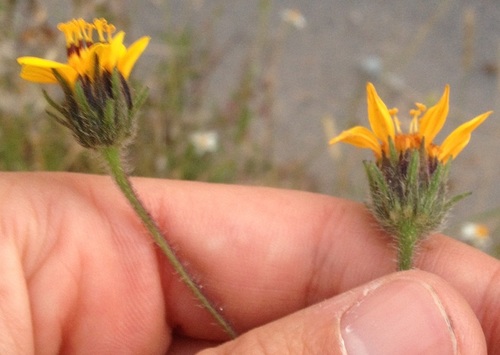 Annual bush sunflower (Simsia lagascaeformis)