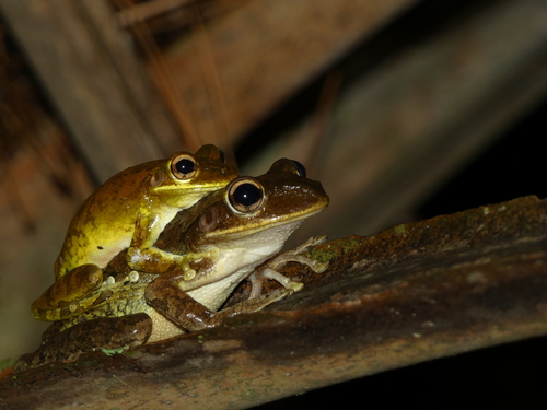 Cuban Tree Frog, photo 2 of 10
