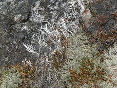 Thamnolia vermicularis vermicularis