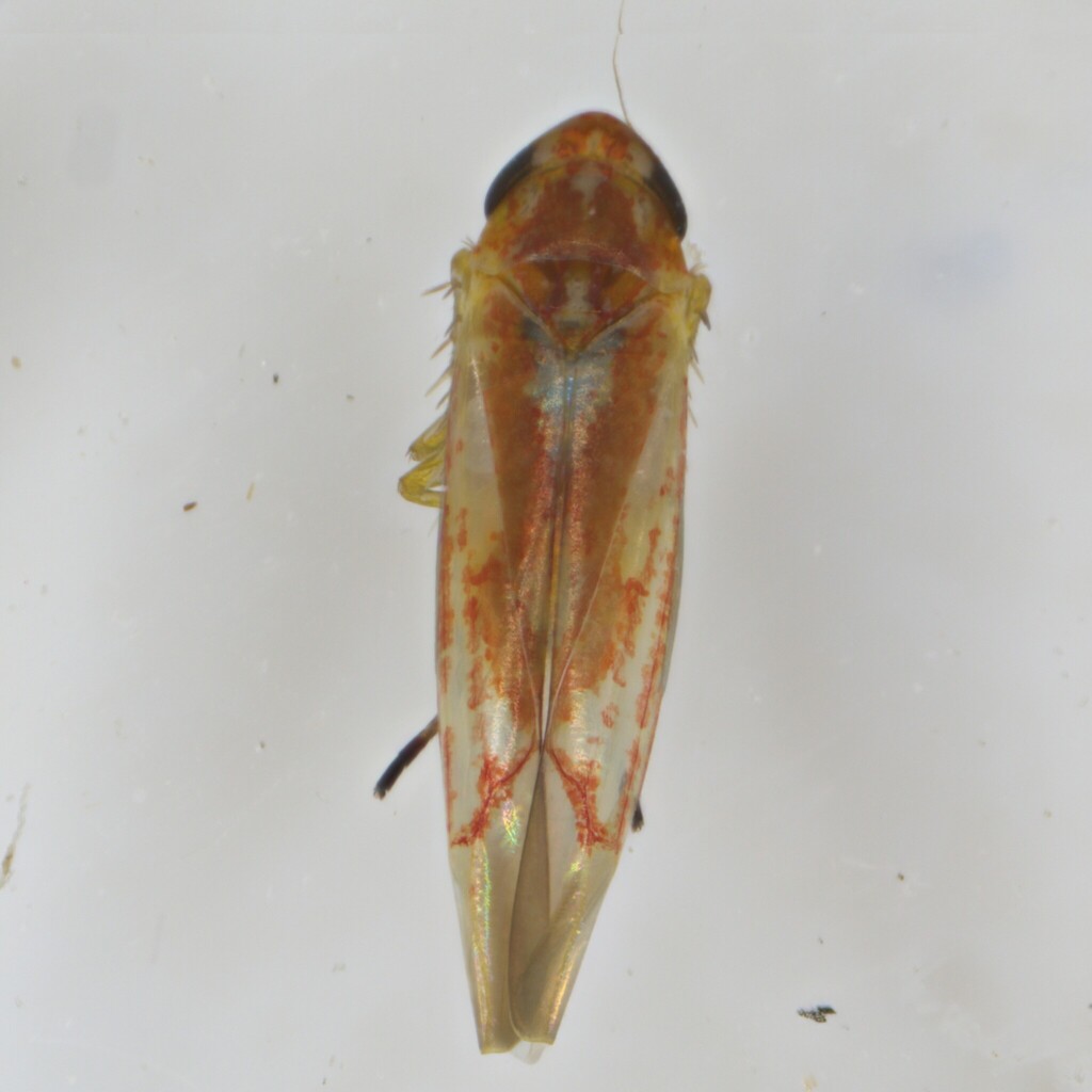 Zygina rosincola
