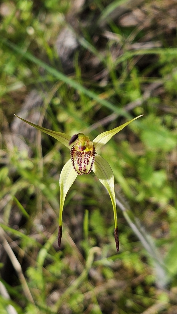 Caladenia richardsiorum