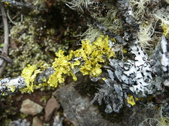 Vulpicida canadensis